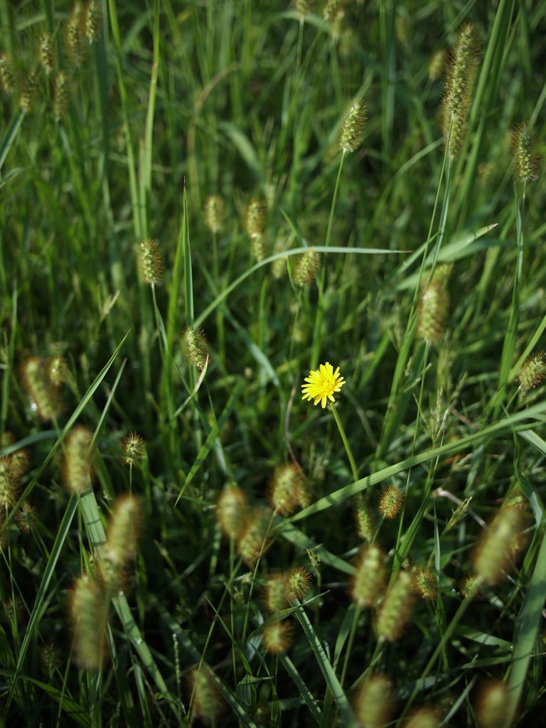 ひそやかに秋を楽しむ　Ⅳ