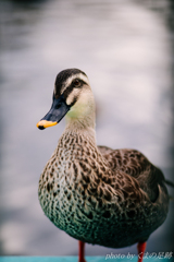 なんかちょ～だい