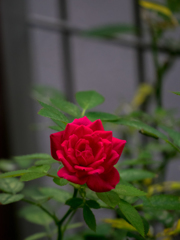 My Sweet Home Rose