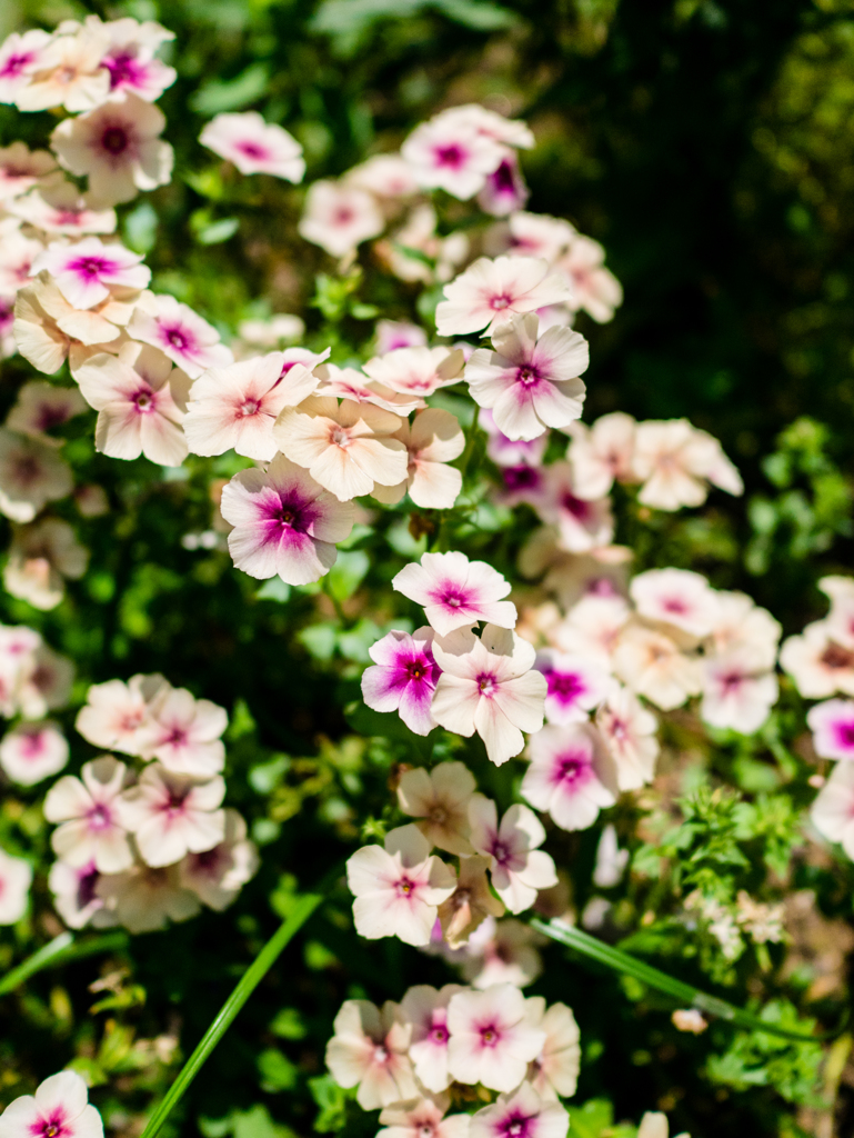 うだうだと考えるのはX-Ｔ20のこと