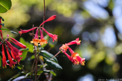 赤のガウォーク