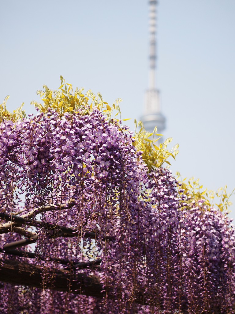 パープルフォール