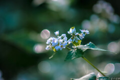 ちいさきものよ