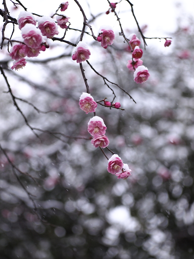 雪見梅