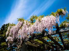 青空にふっくらと