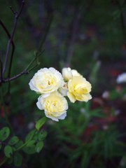 Autumn rose ⅡⅩⅠ