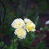 Autumn rose ⅡⅩⅠ