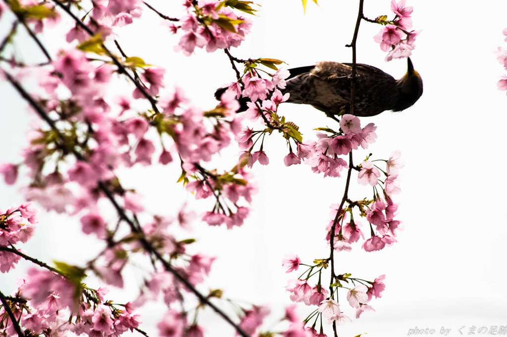 春の影