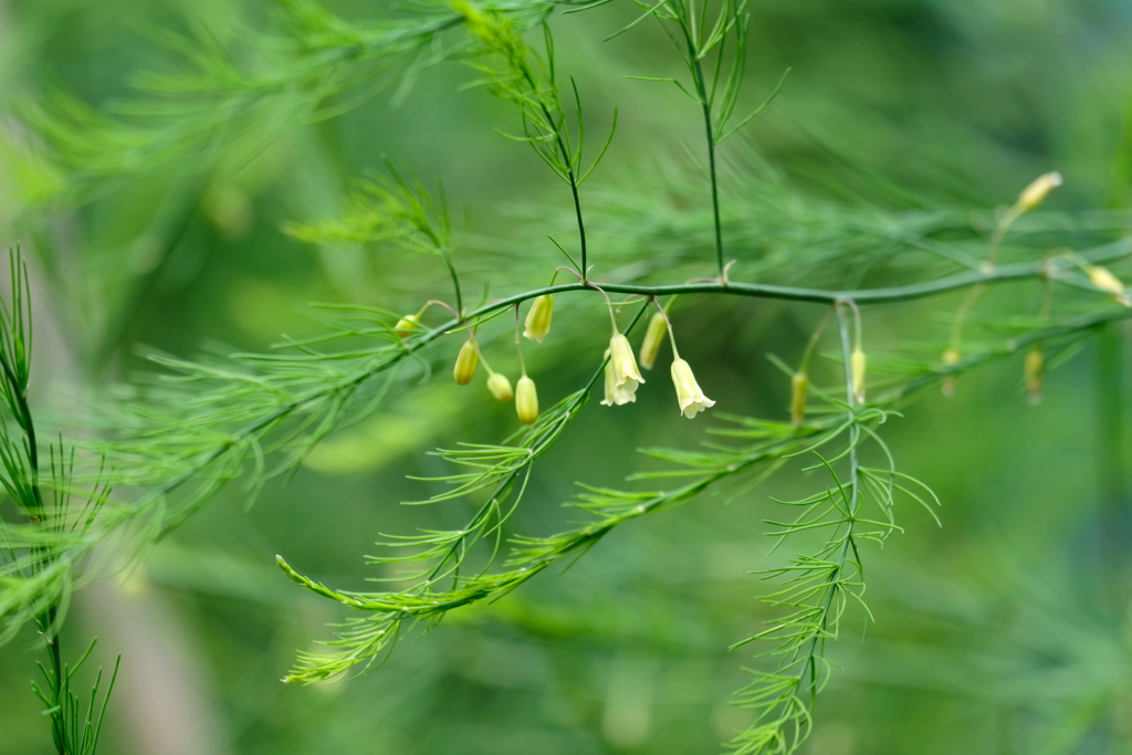 アスパラの花