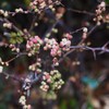 春の雫Ⅸ