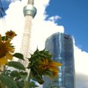 夏の終わりにⅥ　～夏の記念写真～