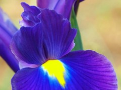 初夏の彩り ⅩⅩⅡ