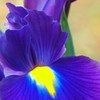 初夏の彩り ⅩⅩⅡ