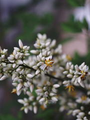 ポップふらわー