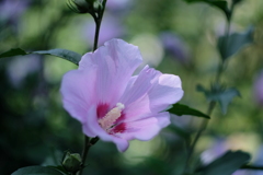 遥かなる呼び声