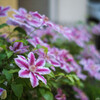 花盛り