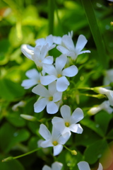 密やかに美しく