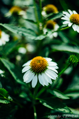 Still crazy after all these years