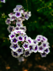 グレープジュース飲みたくなって