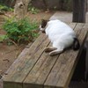 残暑の朝寝