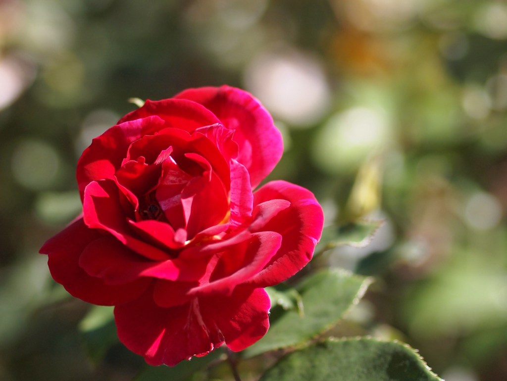 Autumn rose Ⅴ