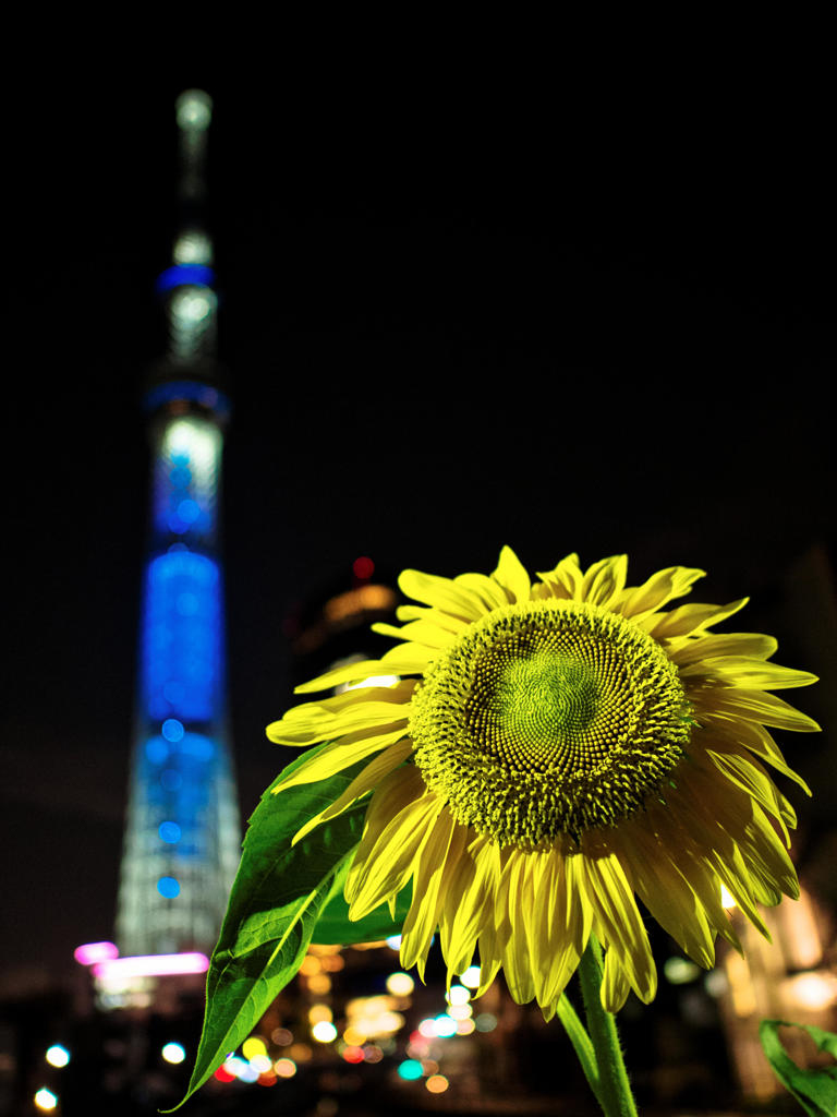 隅田川花火大会 Ⅱ