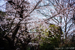 桜雨