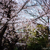 桜雨
