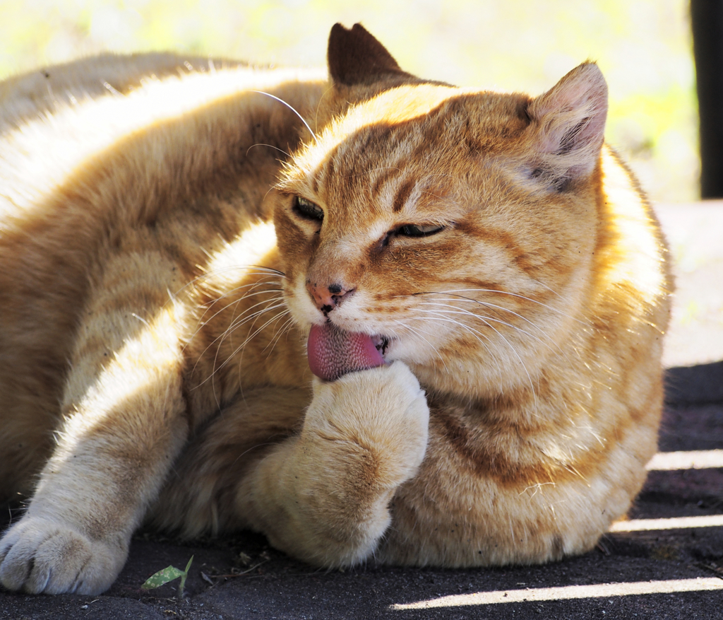 なめとんのかい!!