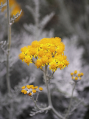 なちゅらるパートカラー