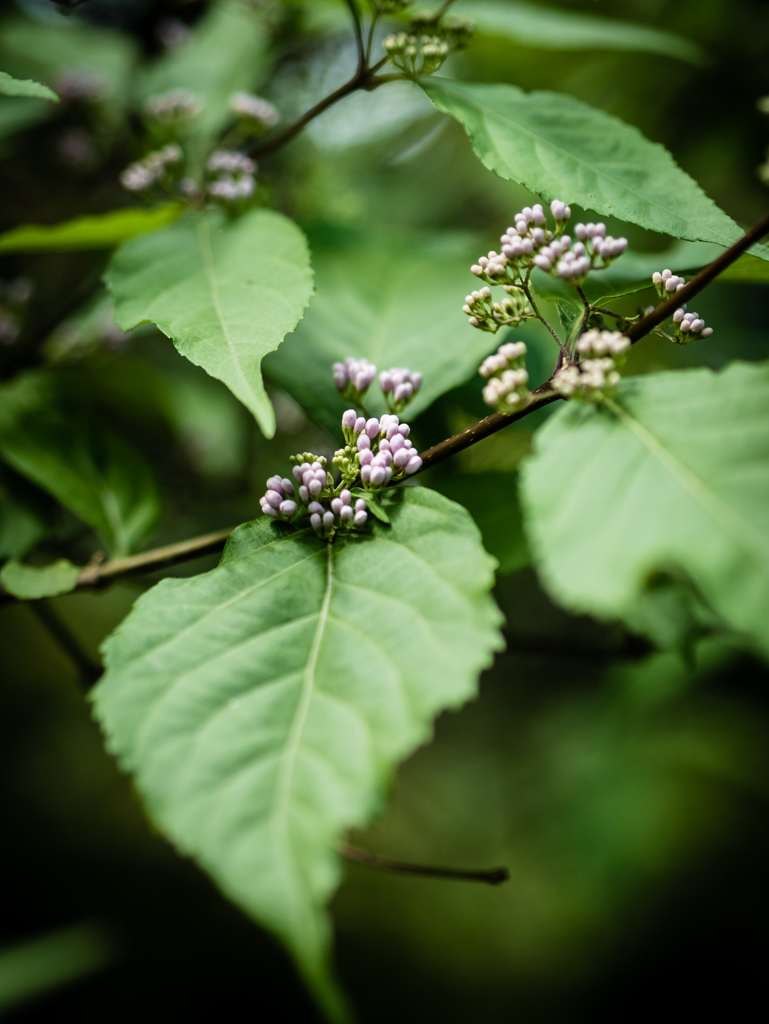 ひそやかに待つ