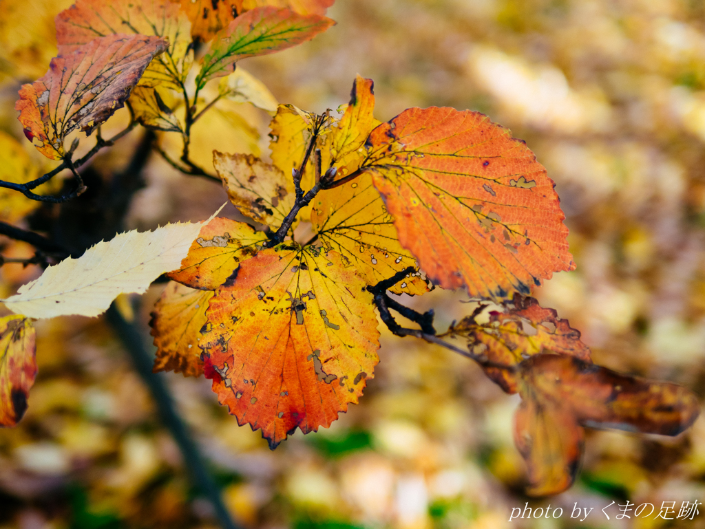 絵に描いたような