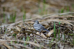クロップ＼(^o^)／
