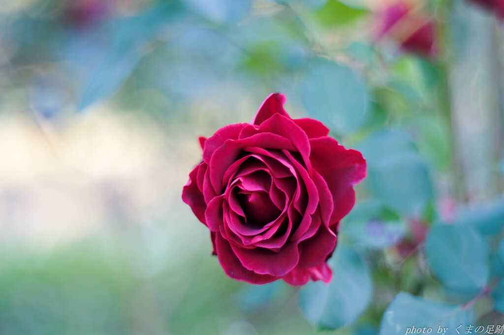 Don't you need a macro lens ？