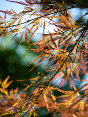 週刊 ツライデー