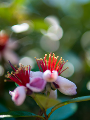 うまれる赤い糸