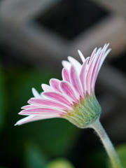 今日のお気に入り