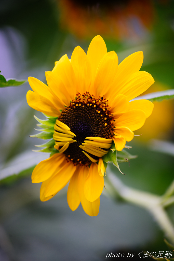 ないしょ･･･。