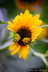 ないしょ･･･。