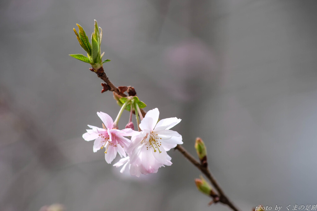 花飾り