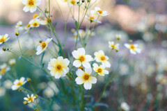 いつ会えるかな