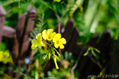 野辺にたたずむ