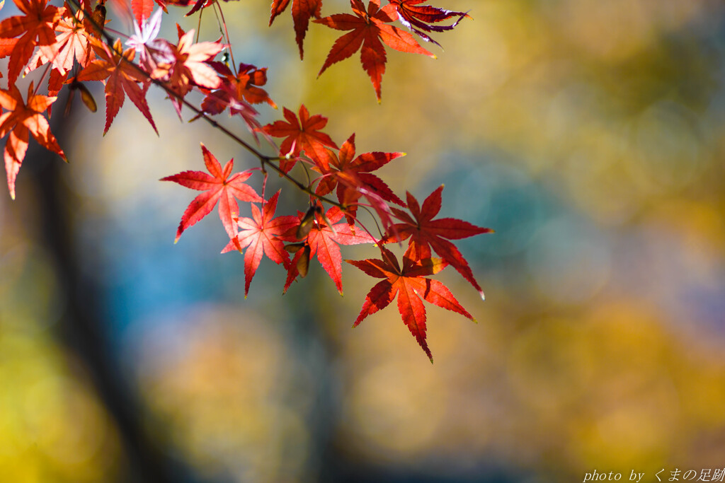 紅をさす