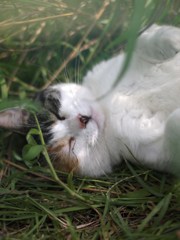 天使のまどろみ