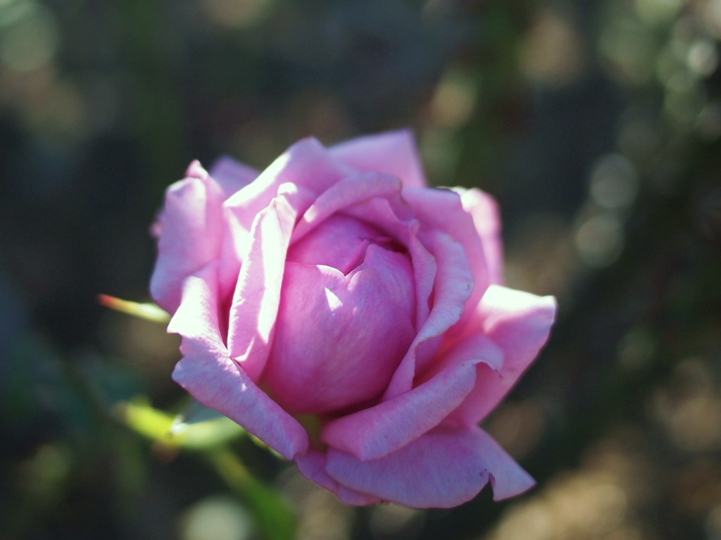 Autumn rose Ⅱ
