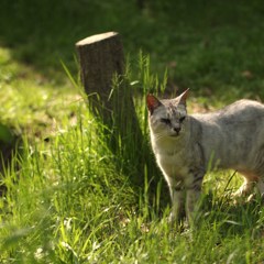 WILD LIFE Ⅲ