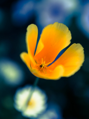 明日のことなど