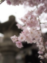 たおやかにしだれて