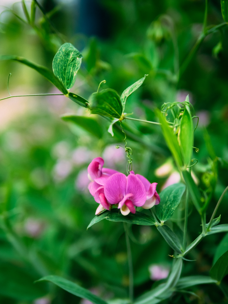 ピンクのイヤリング