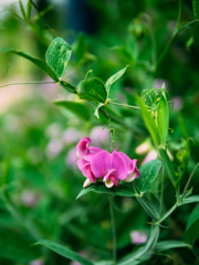 ピンクのイヤリング